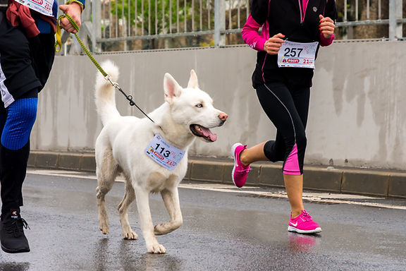Tag pet rescue dogs hot sale